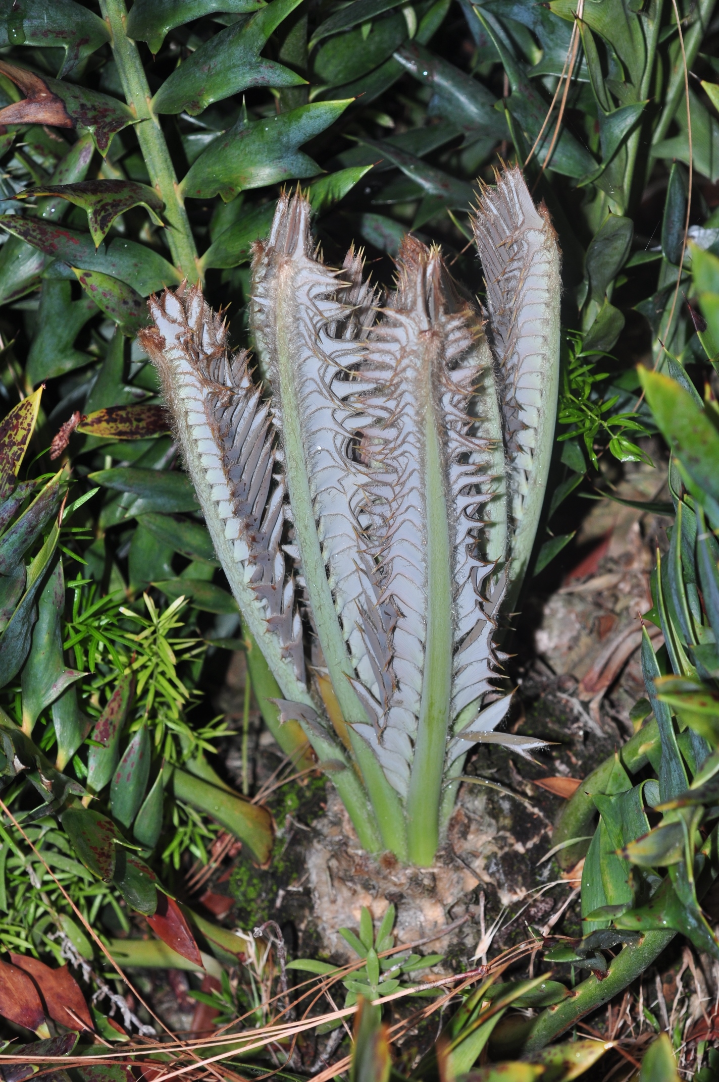 Zamiaceae Encephalartos horridus