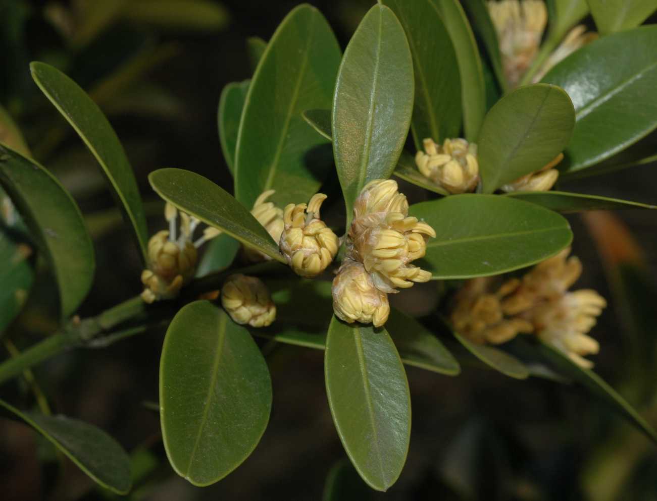 Buxaceae Buxus balearica
