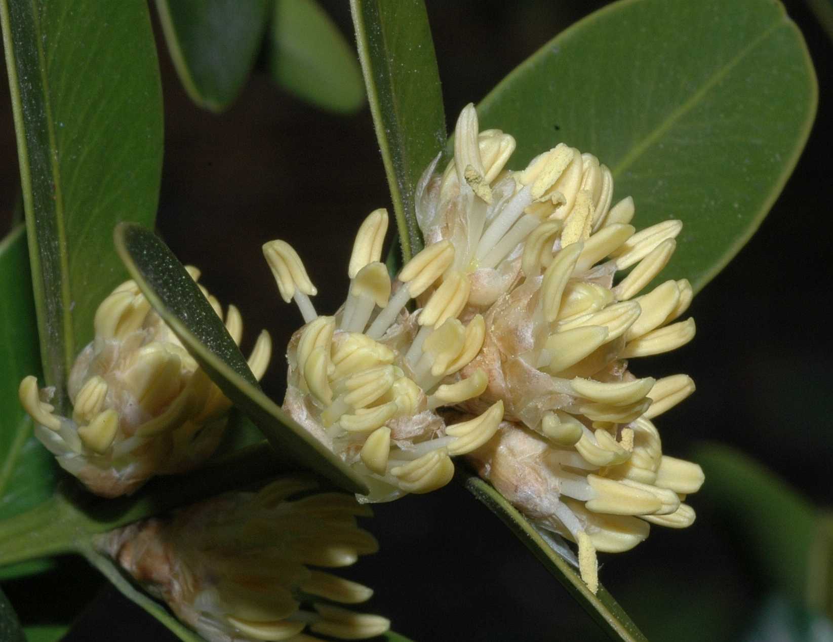 Buxaceae Buxus balearica