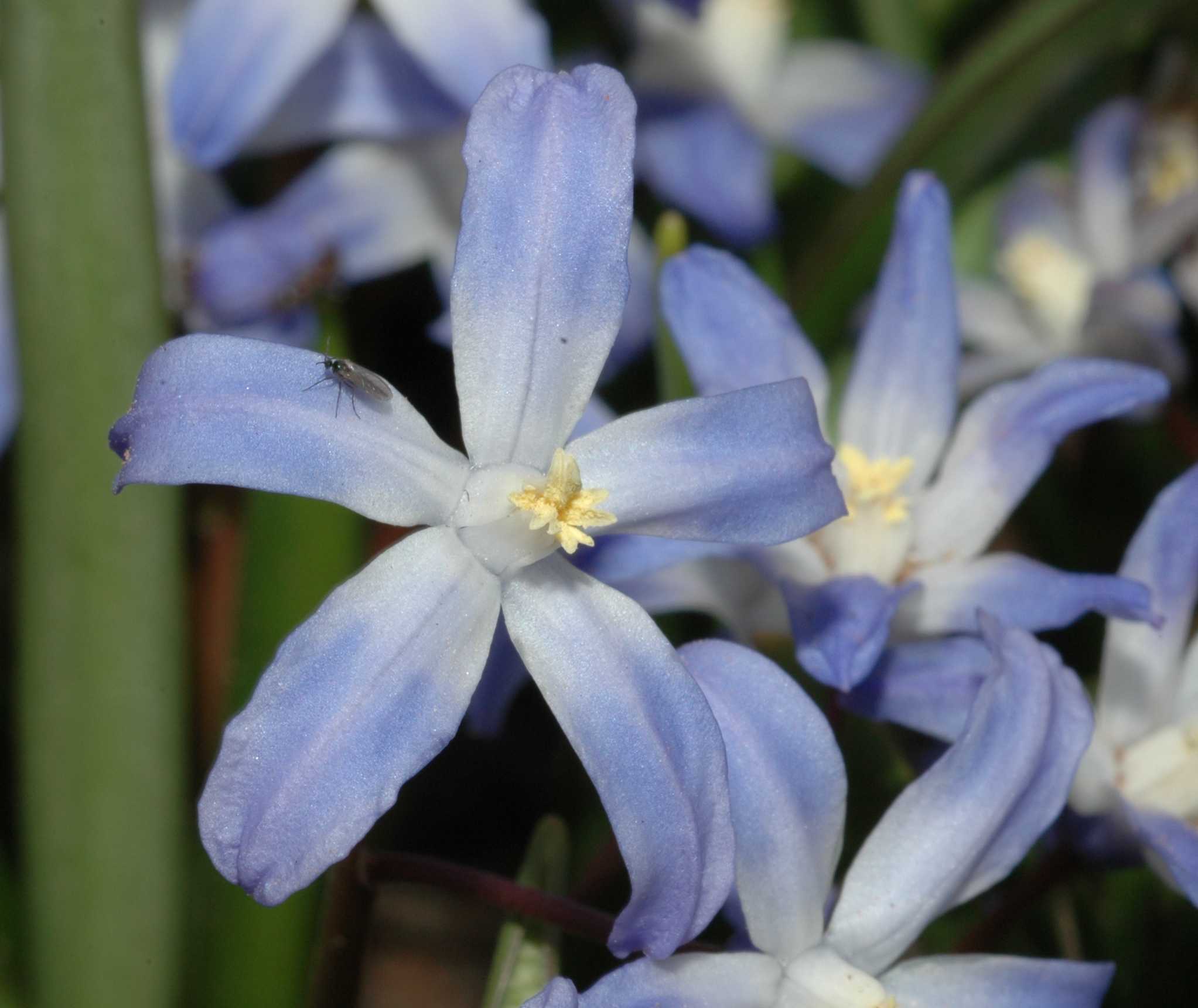 Hyacinthaceae Chionodoxa luciliae