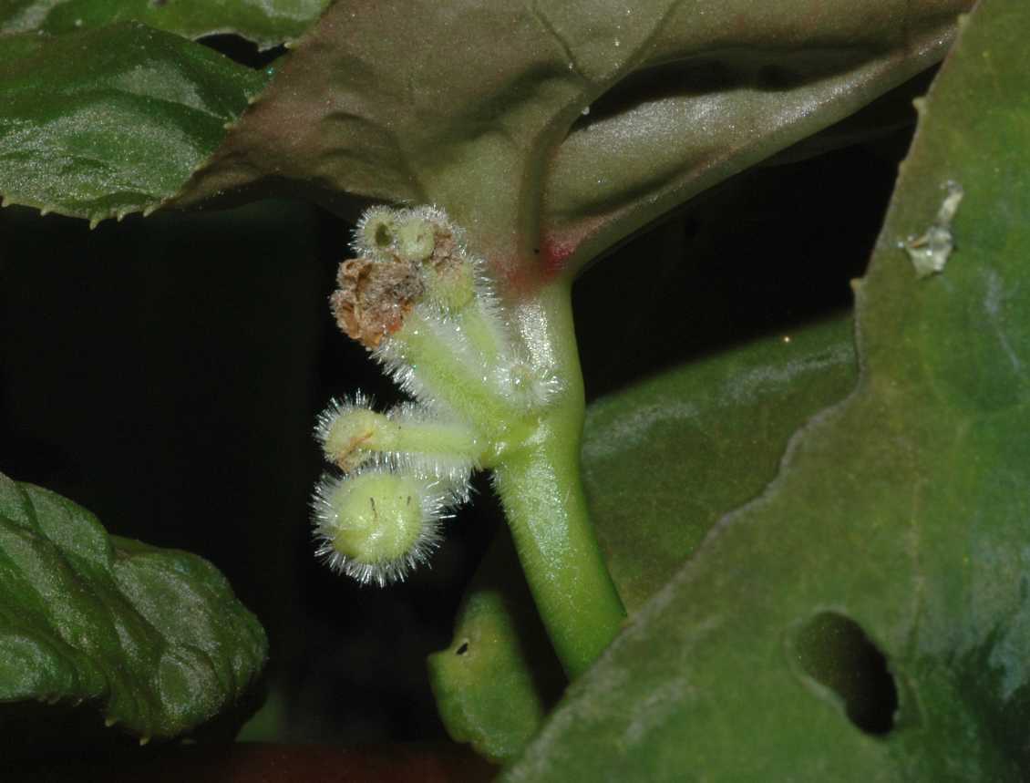 Berberidaceae Dysosma difformis