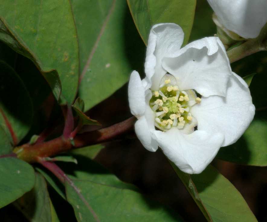 Rosaceae Exochorda korolkowi