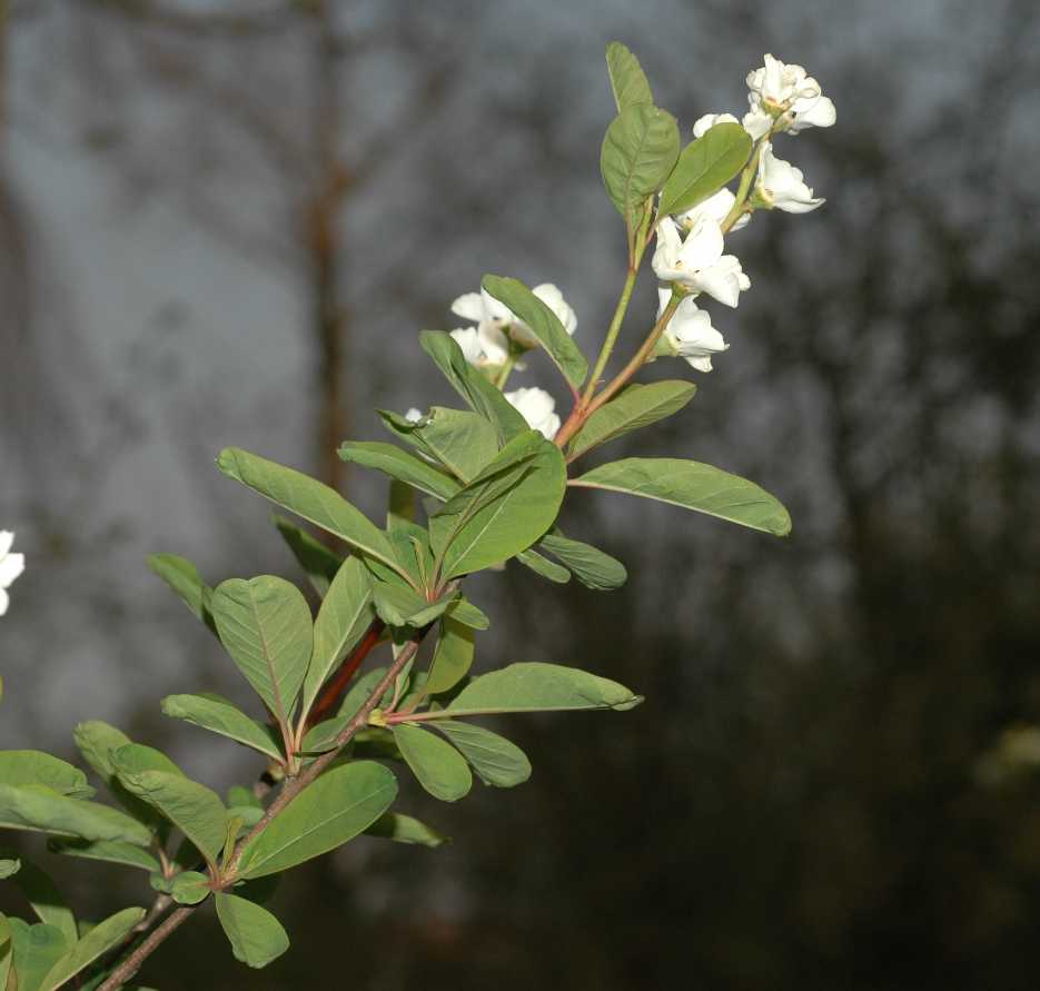 Rosaceae Exochorda korolkowi