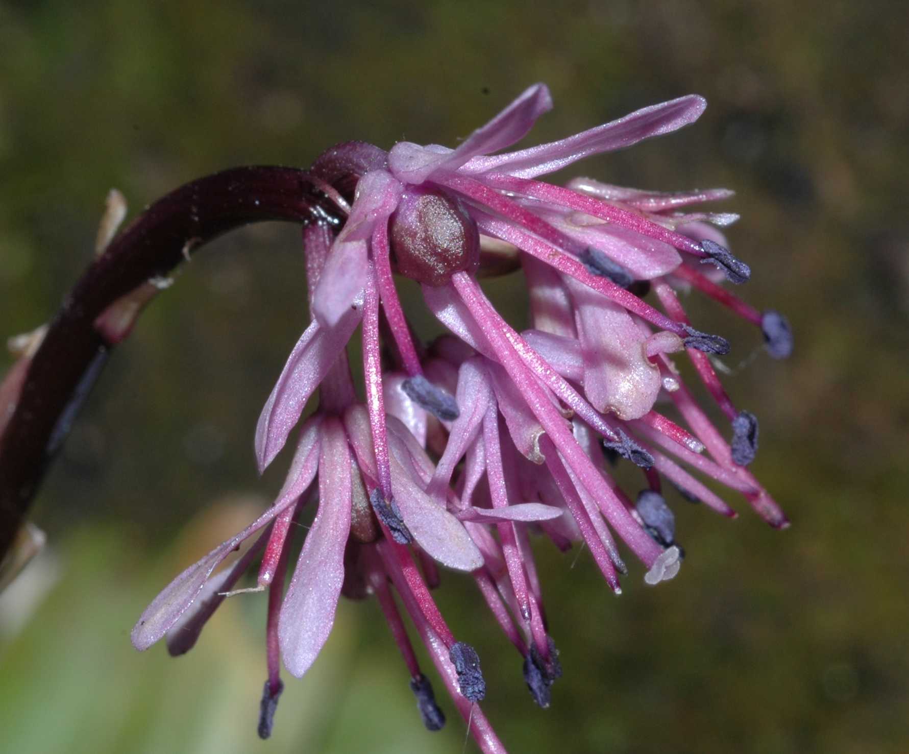 Melanthiaceae Heloniopsis orientalis