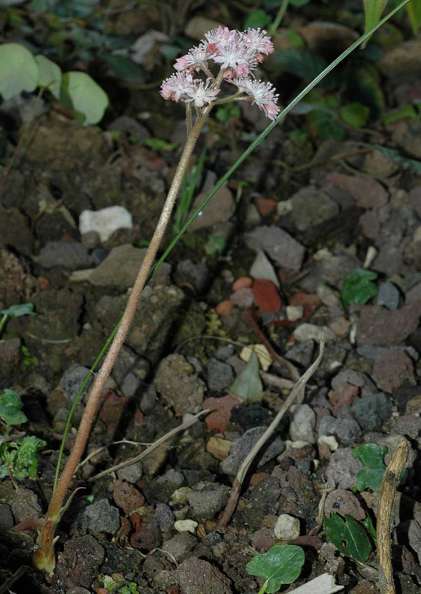 Saxifragaceae Oresitrophe rupifraga
