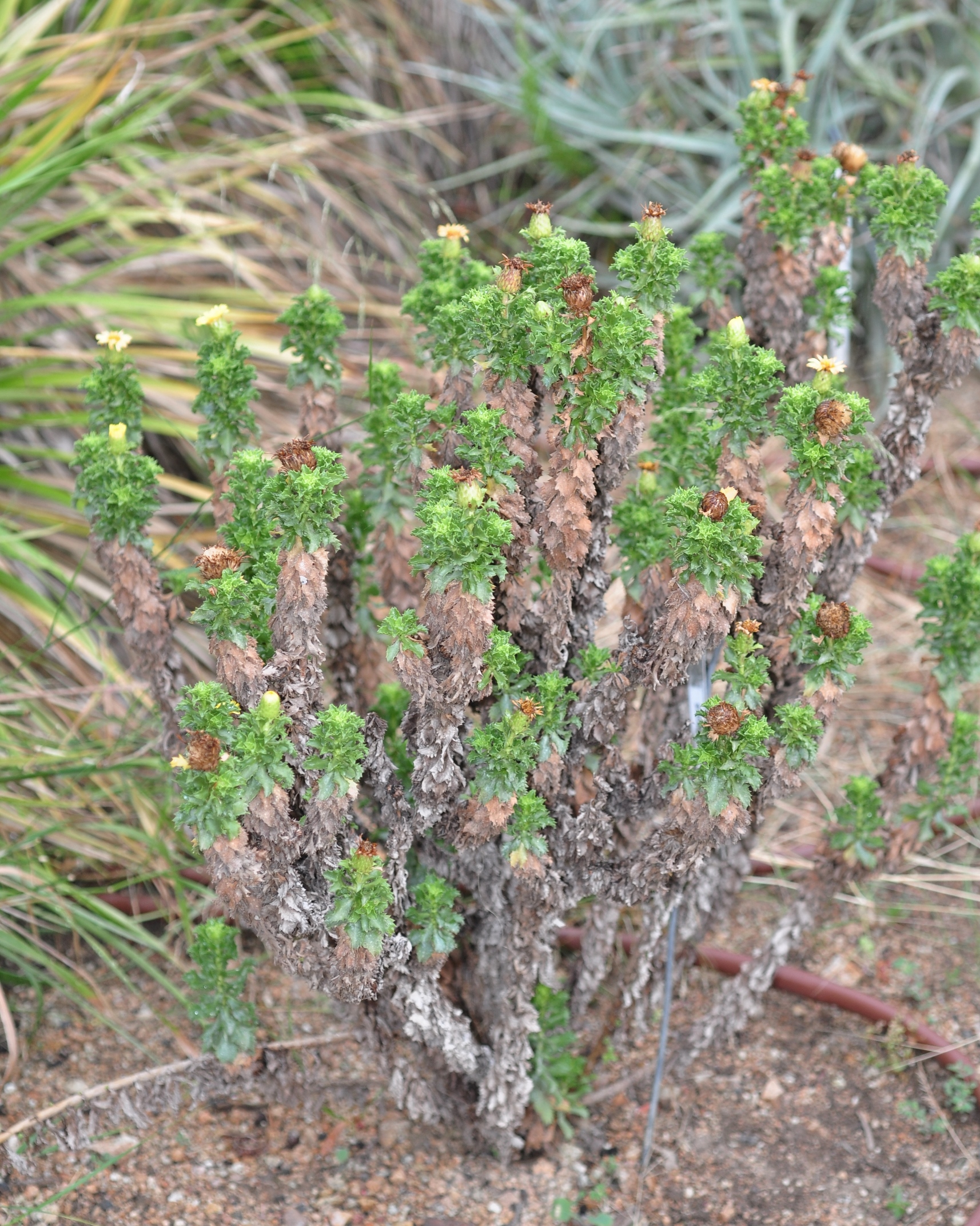 Asteraceae Haplopappus foliosus