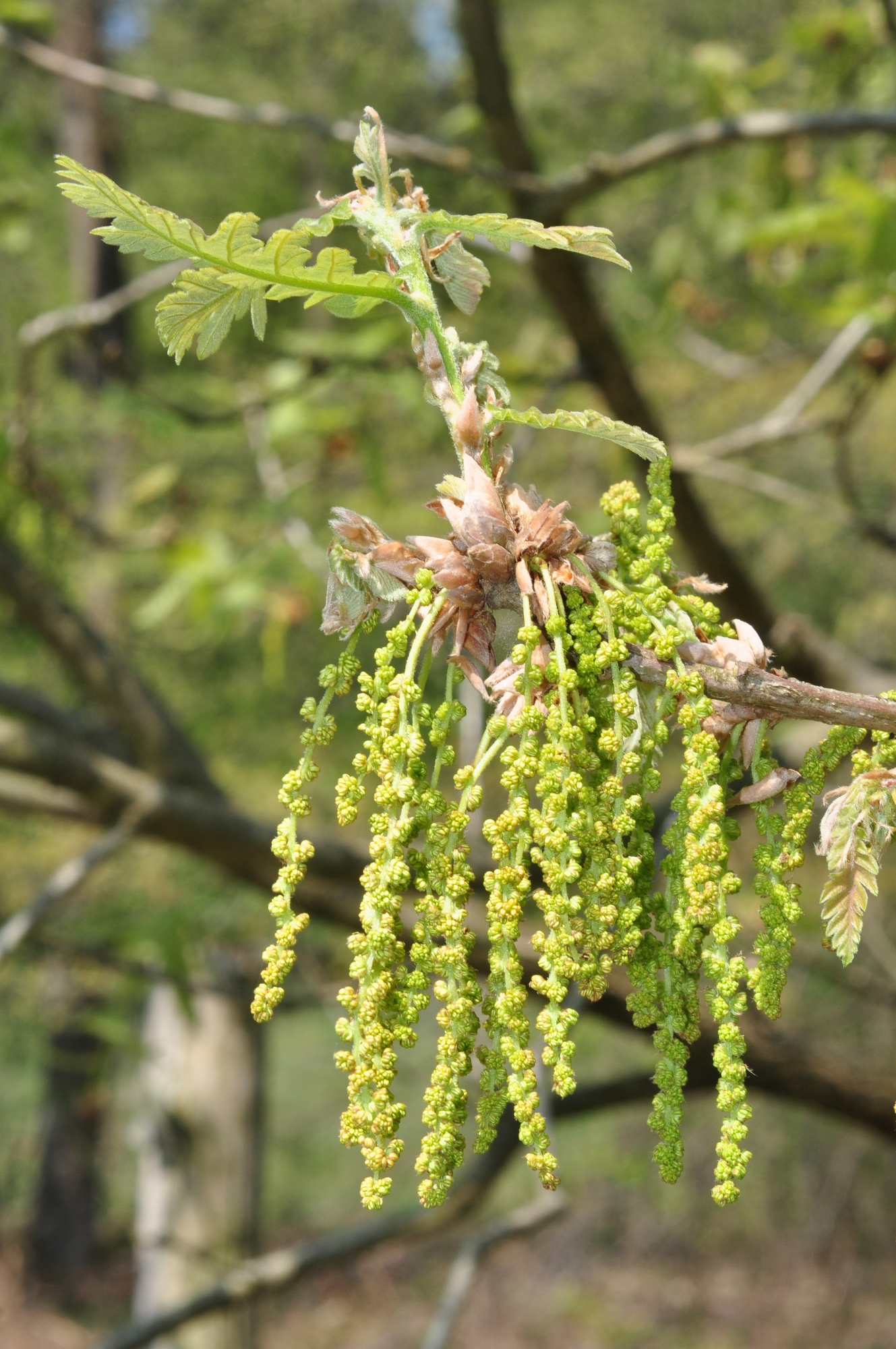 Fagaceae Quercus frainetto