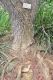 image of Erythrina crista-galli