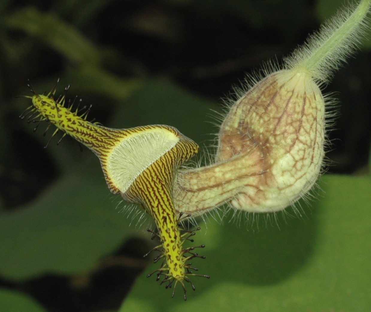 Aristolochiaceae Aristolochia eriantha