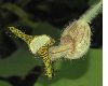 image of Aristolochia eriantha