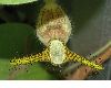 image of Aristolochia eriantha