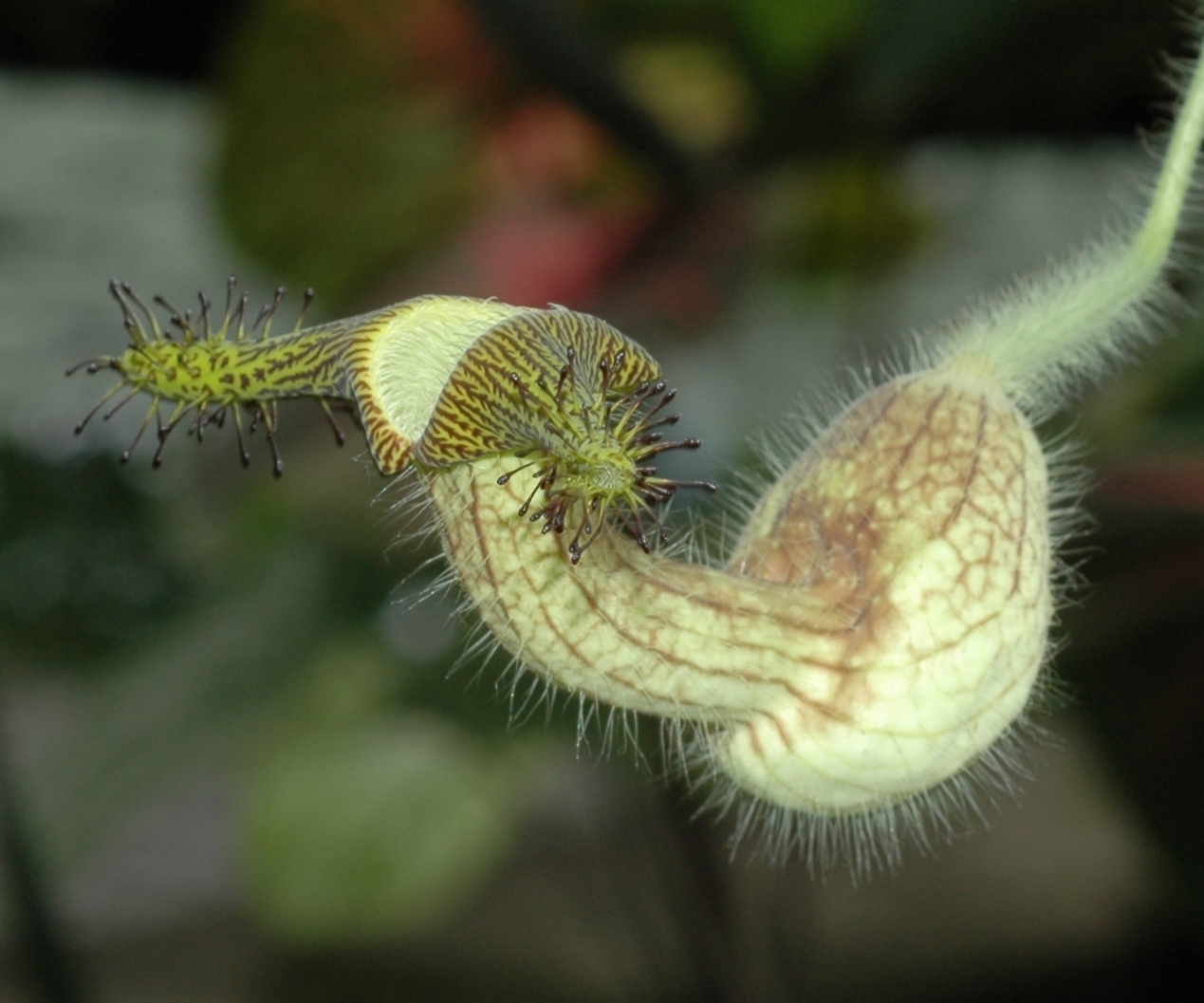 Aristolochiaceae Aristolochia eriantha