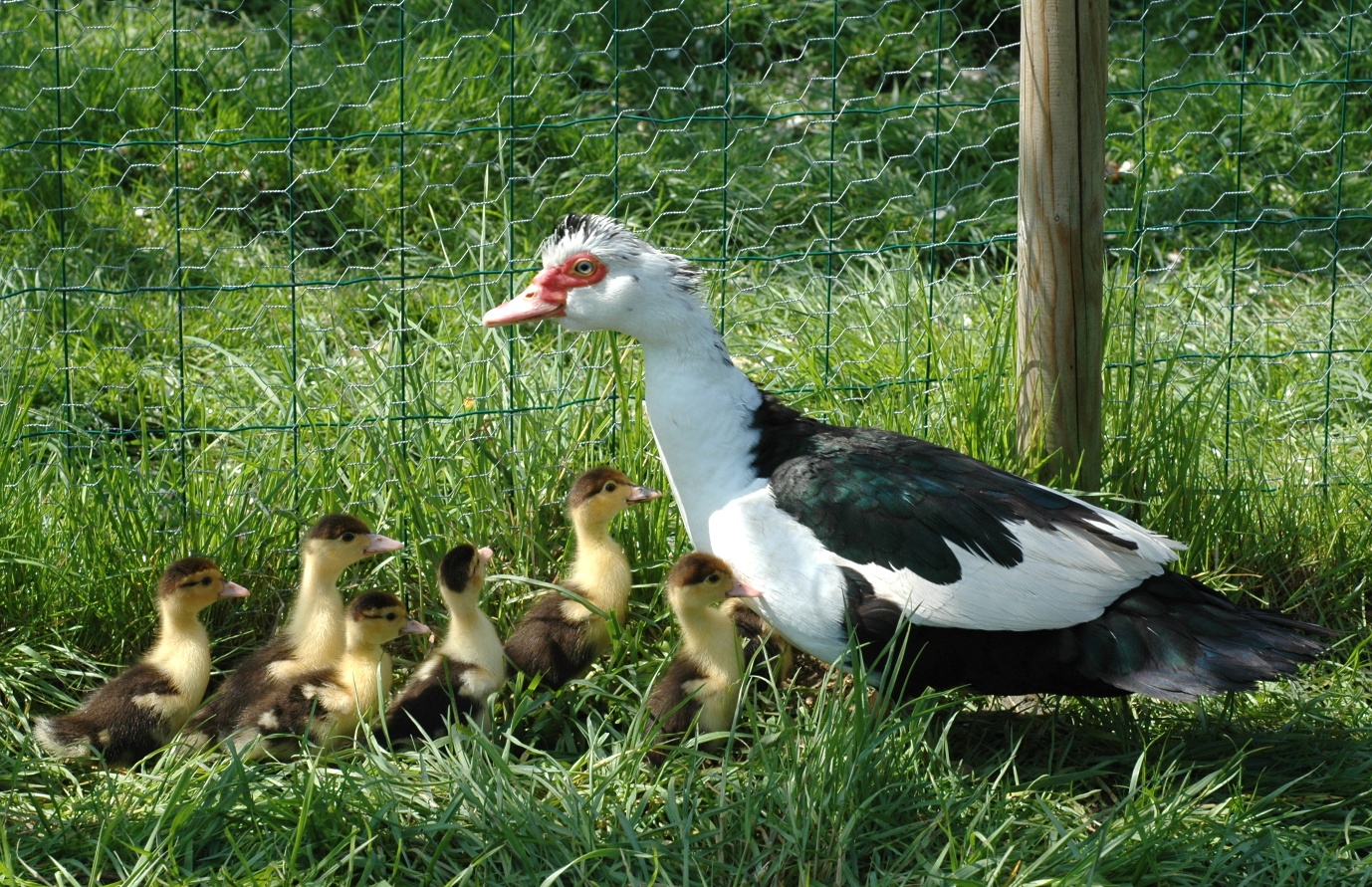 Anatidae Cairina moschata