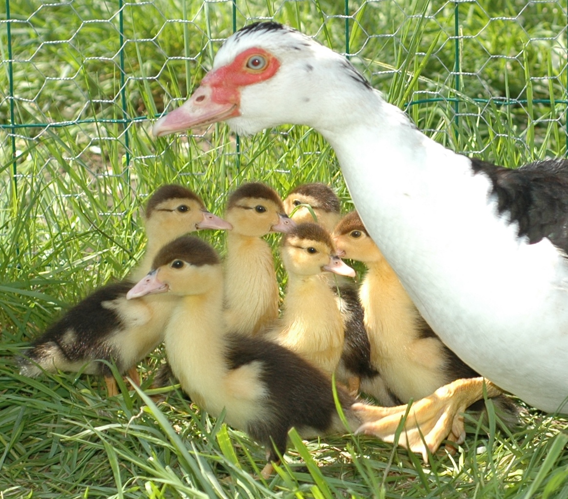 Anatidae Cairina moschata