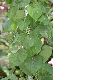 image of Aristolochia gigantea
