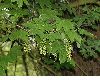 image of Acer pseudoplatanus