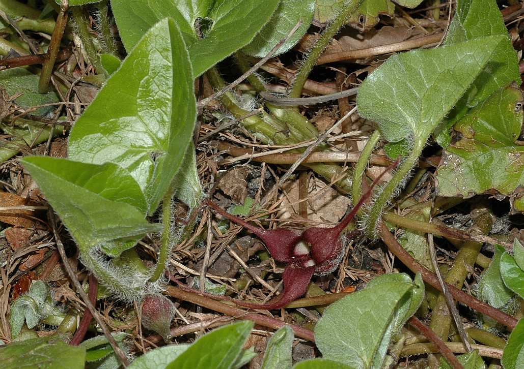 Aristolochiaceae Asarum caudatum