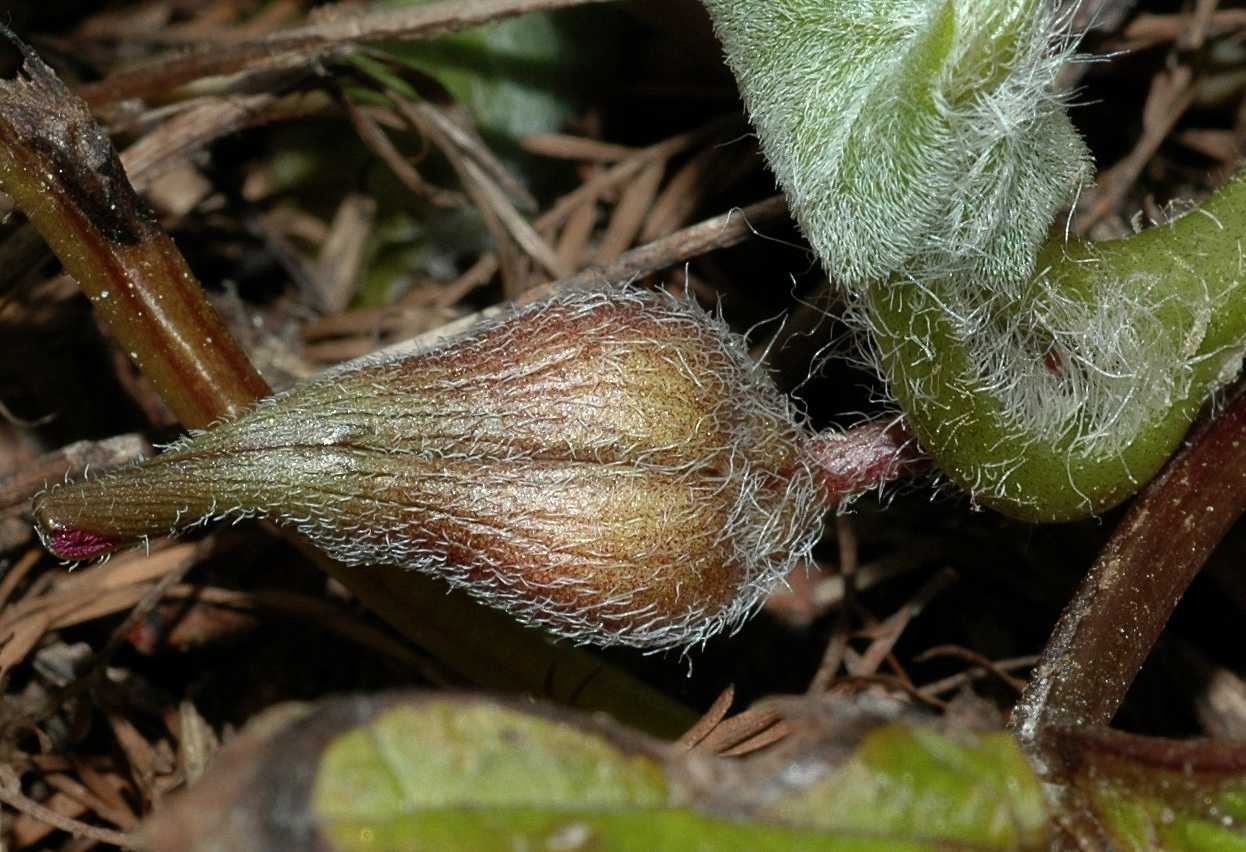 Aristolochiaceae Asarum caudatum