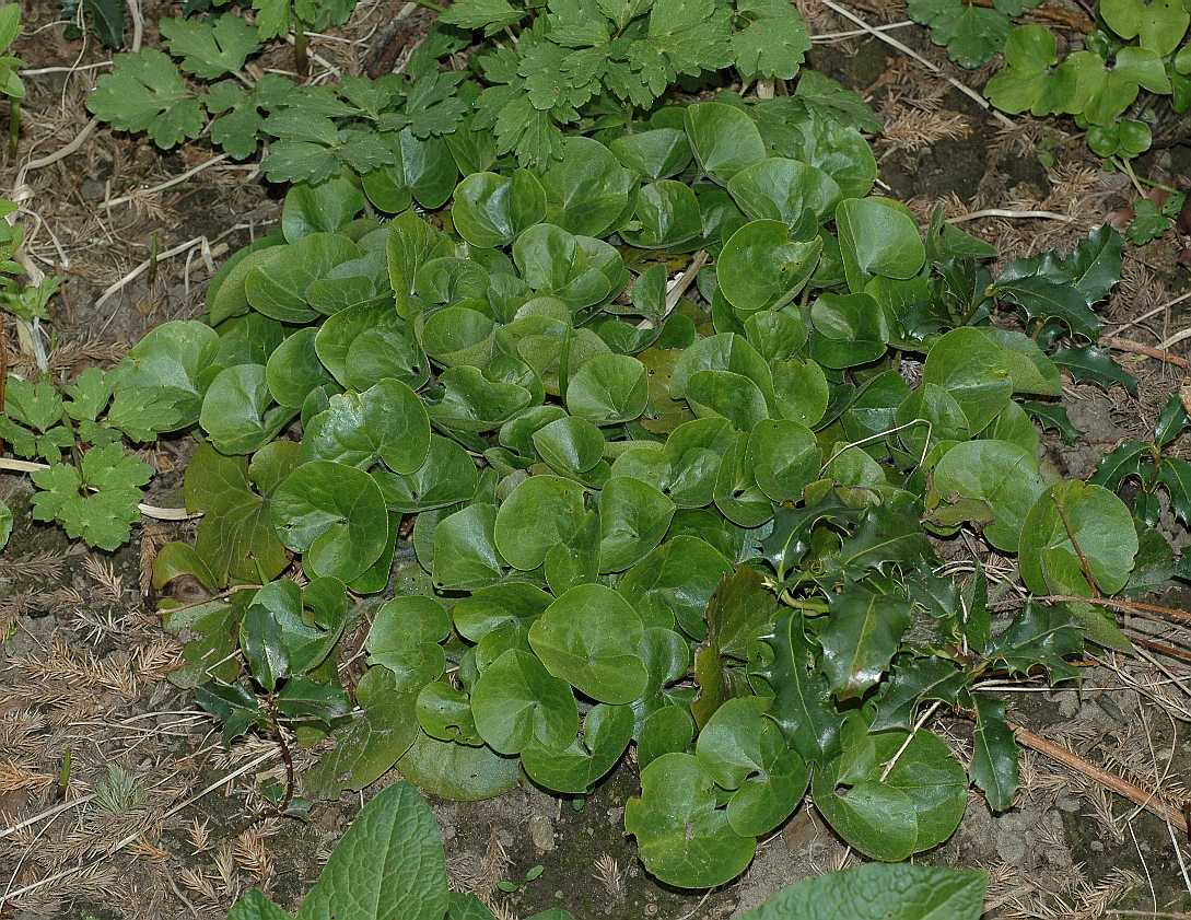Aristolochiaceae Asarum europaeum