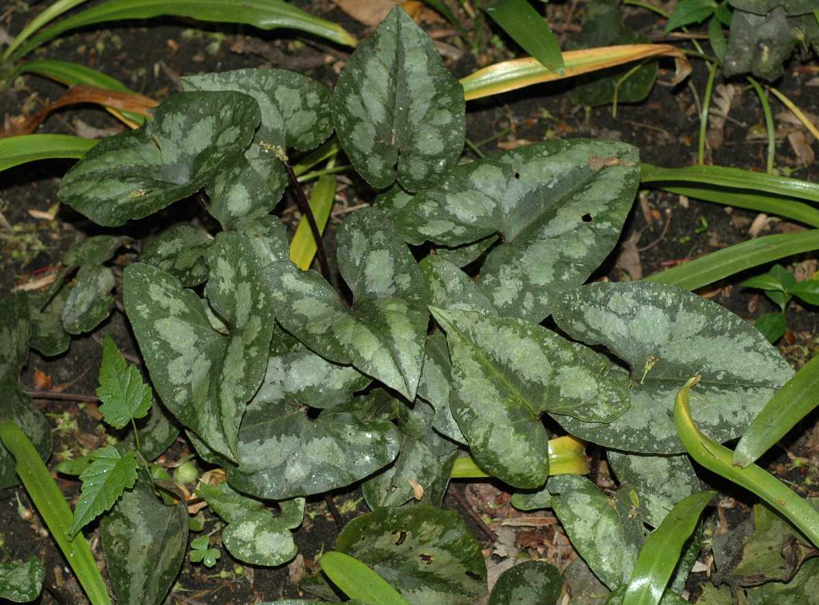 Aristolochiaceae Asarum splendens