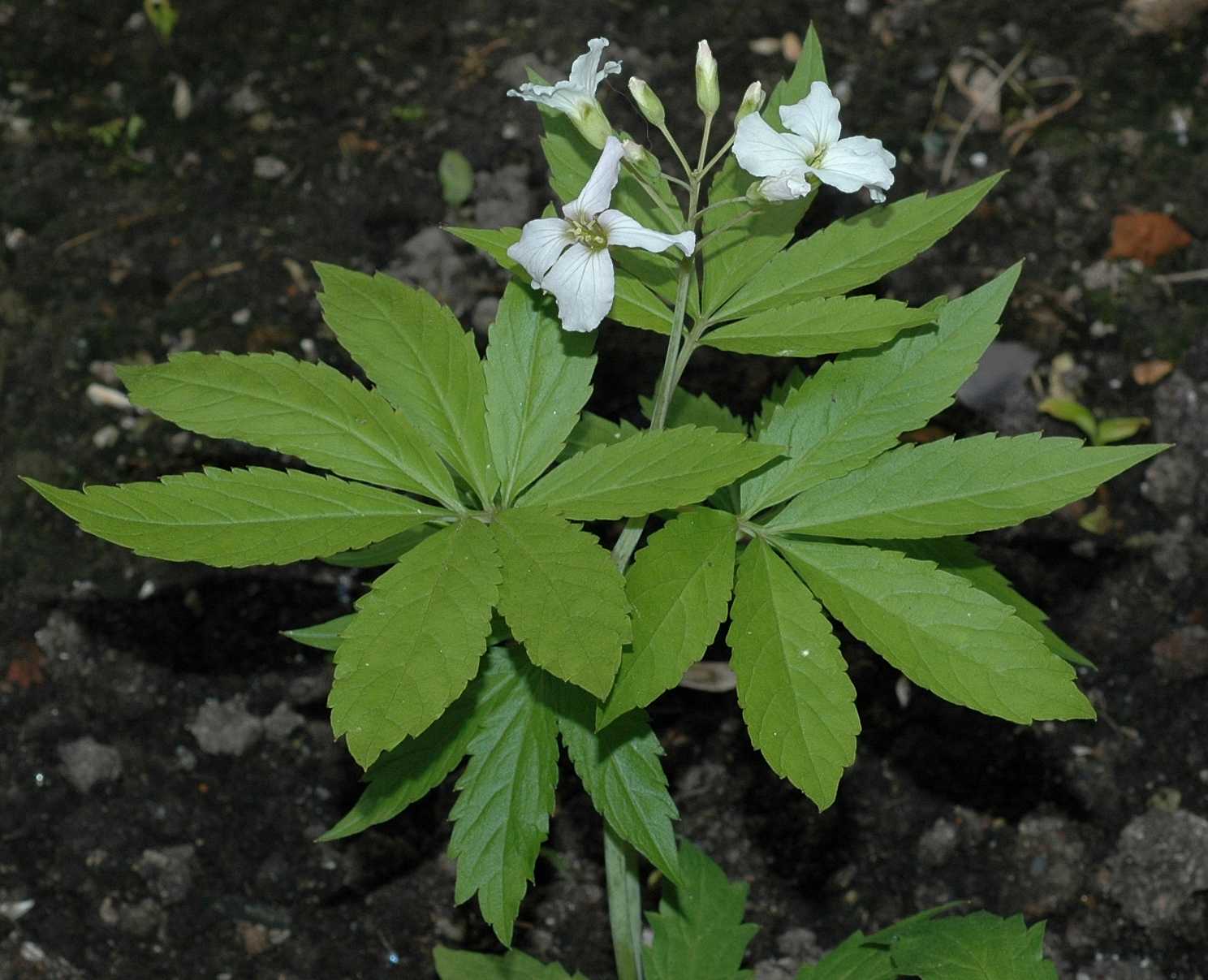 Brassicaceae Cardamine pentaphylla