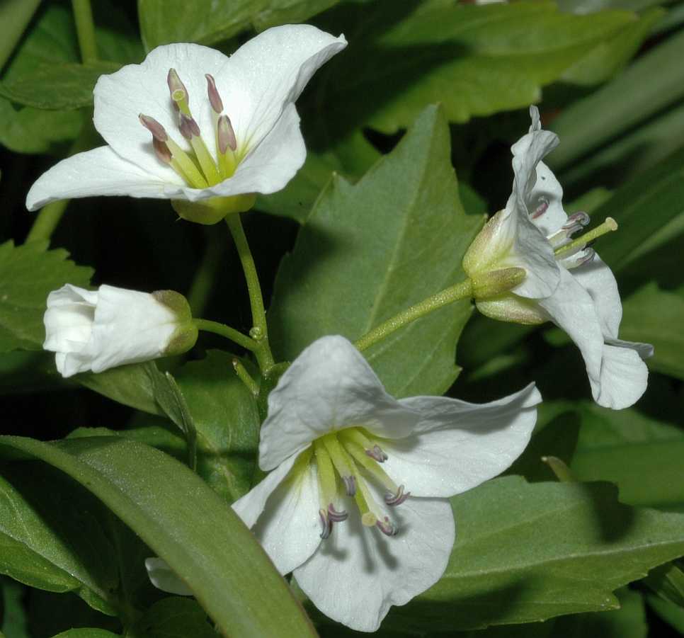Brassicaceae Cardamine waldsteinii