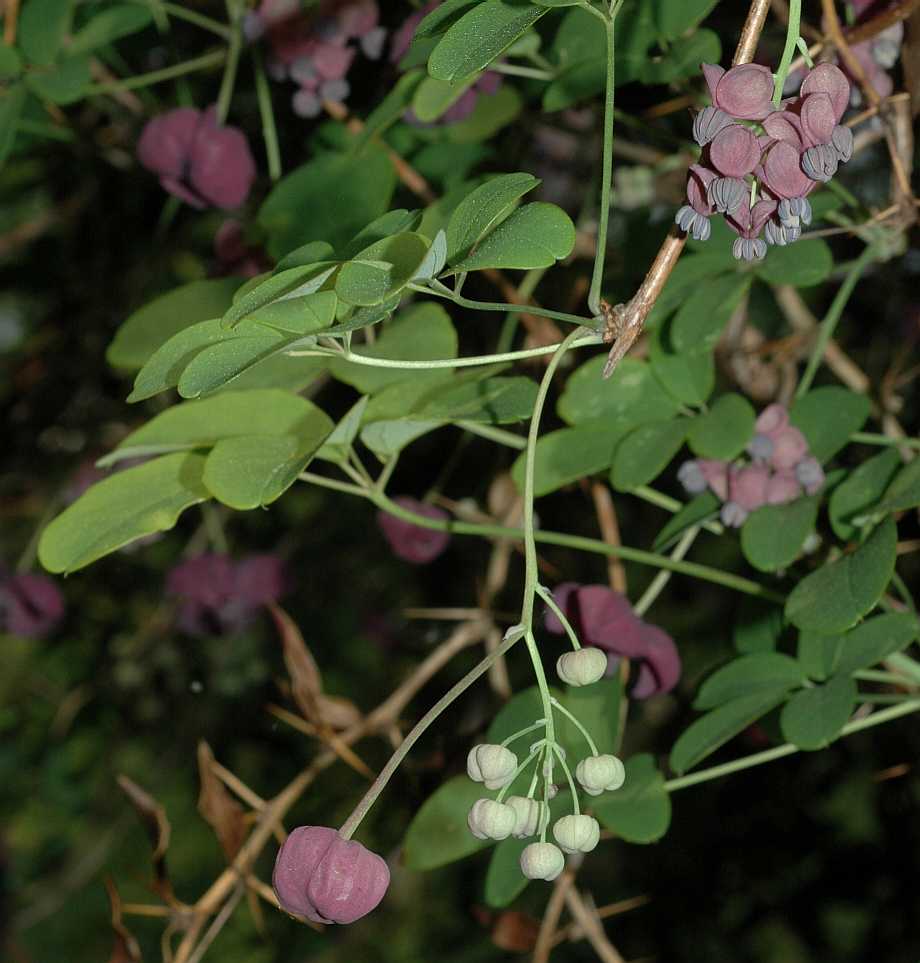 Lardizabalaceae Akebia quinata