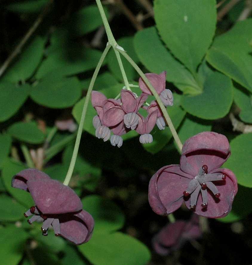 Lardizabalaceae Akebia quinata