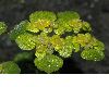 image of Chrysosplenium alternifolium