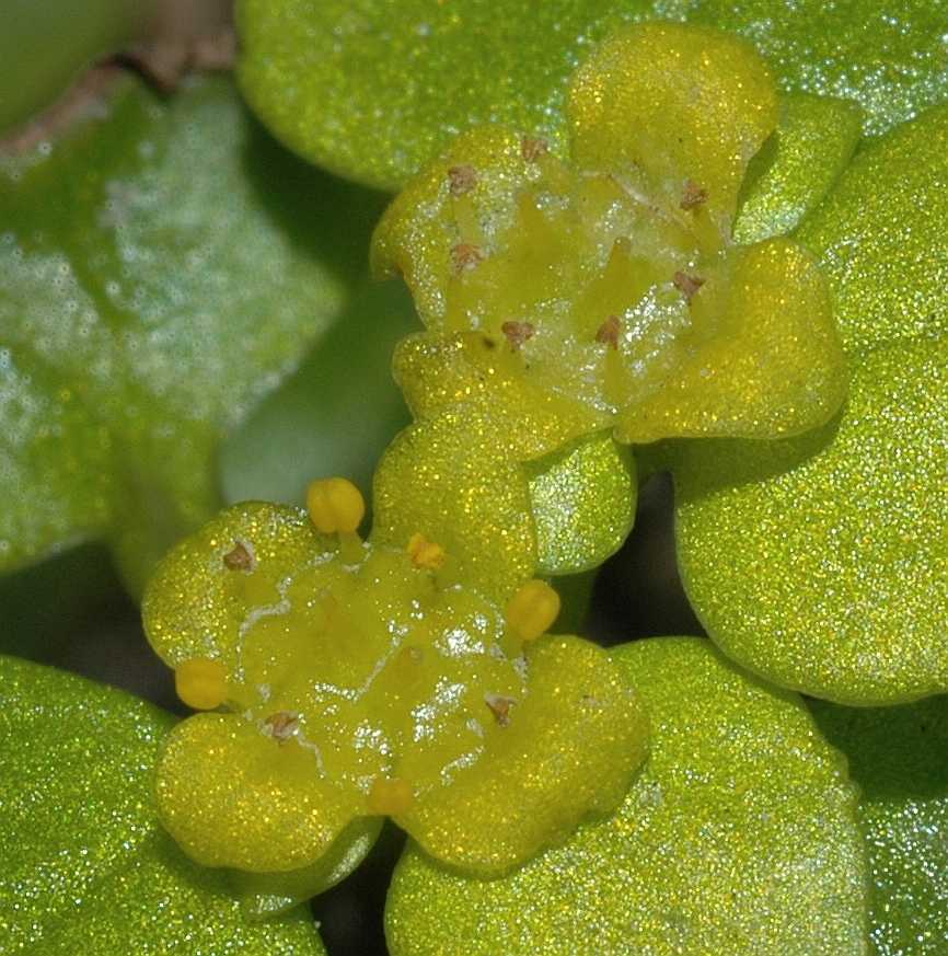Saxifragaceae Chrysosplenium alternifolium