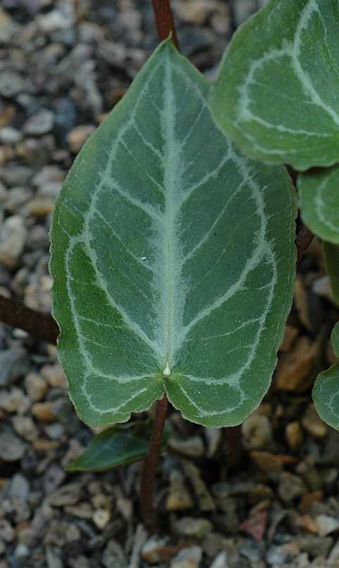 Araceae Pinellia cordata