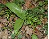 image of Allium ursinum
