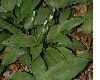 image of Allium ursinum