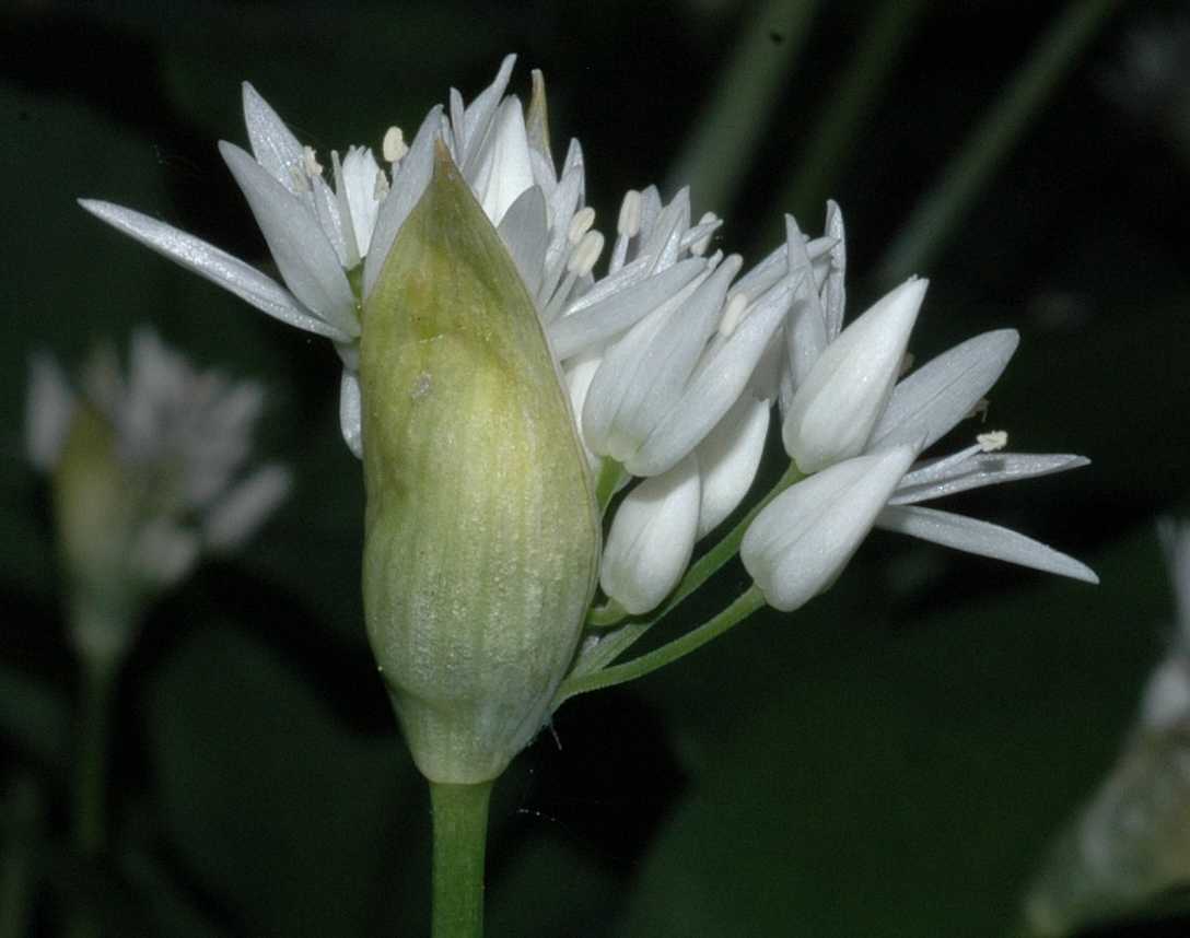 Amaryllidaceae Allium ursinum