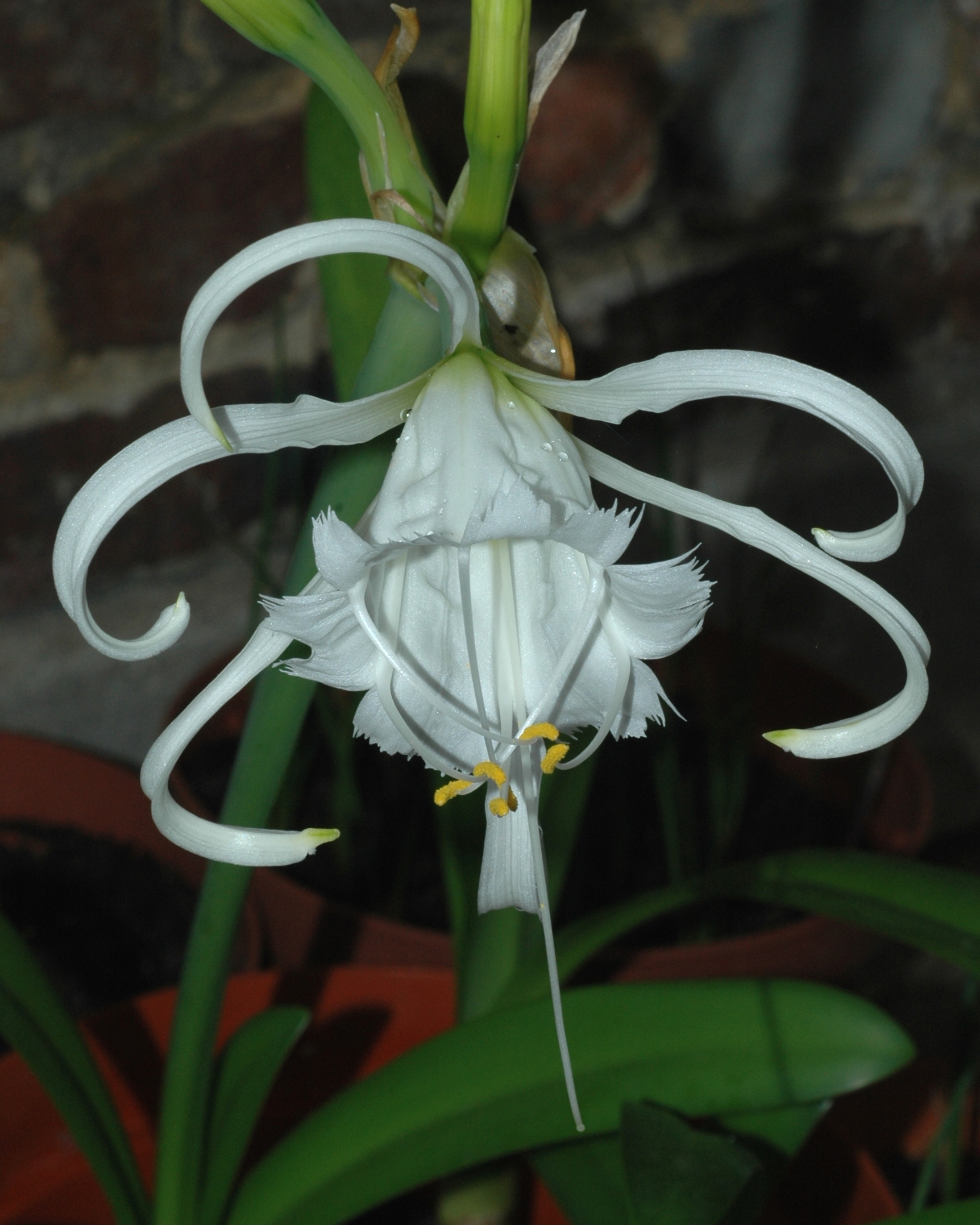 Amaryllidaceae Hymenocallis festalis