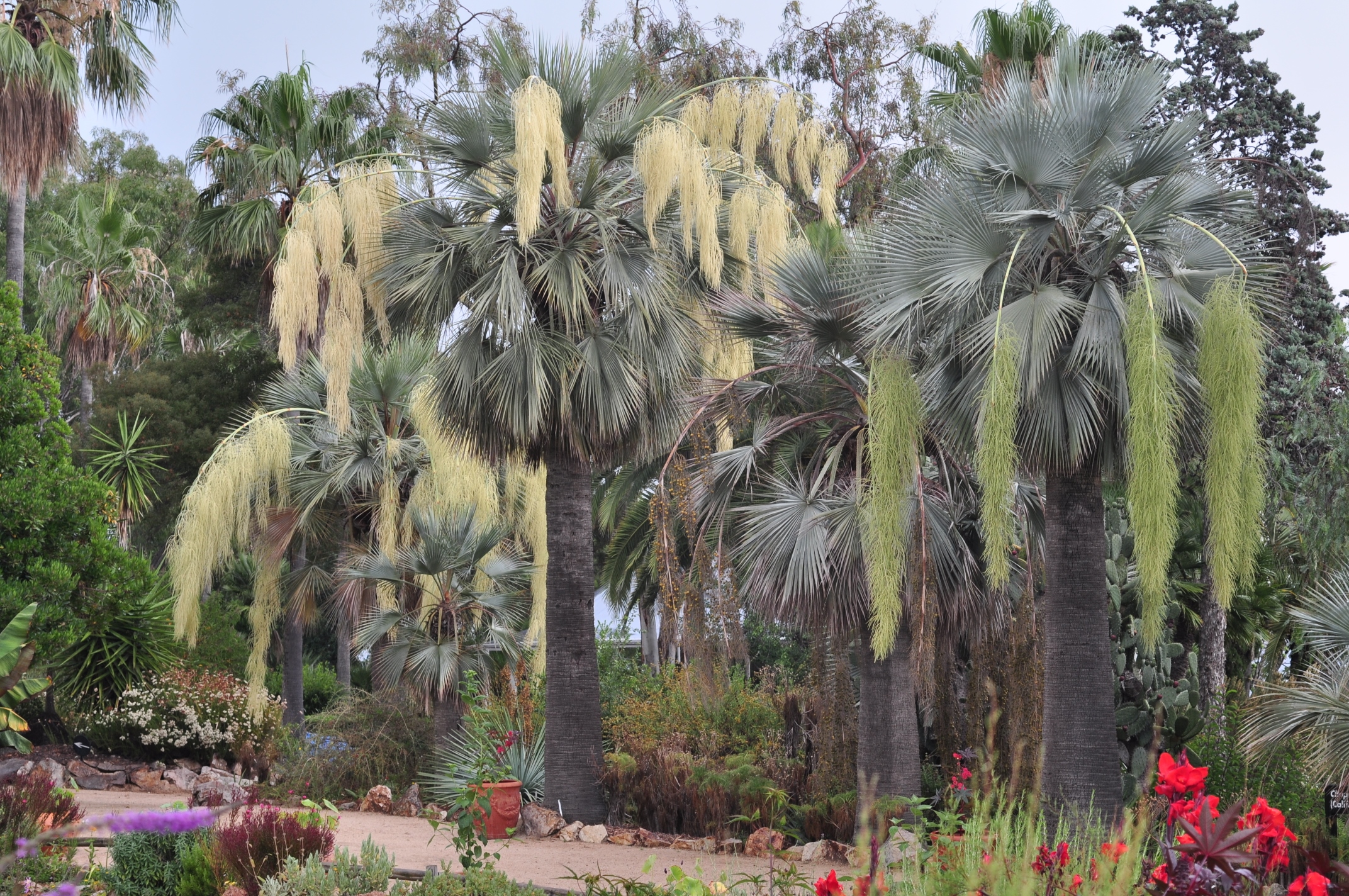 Arecaceae Brahea armata