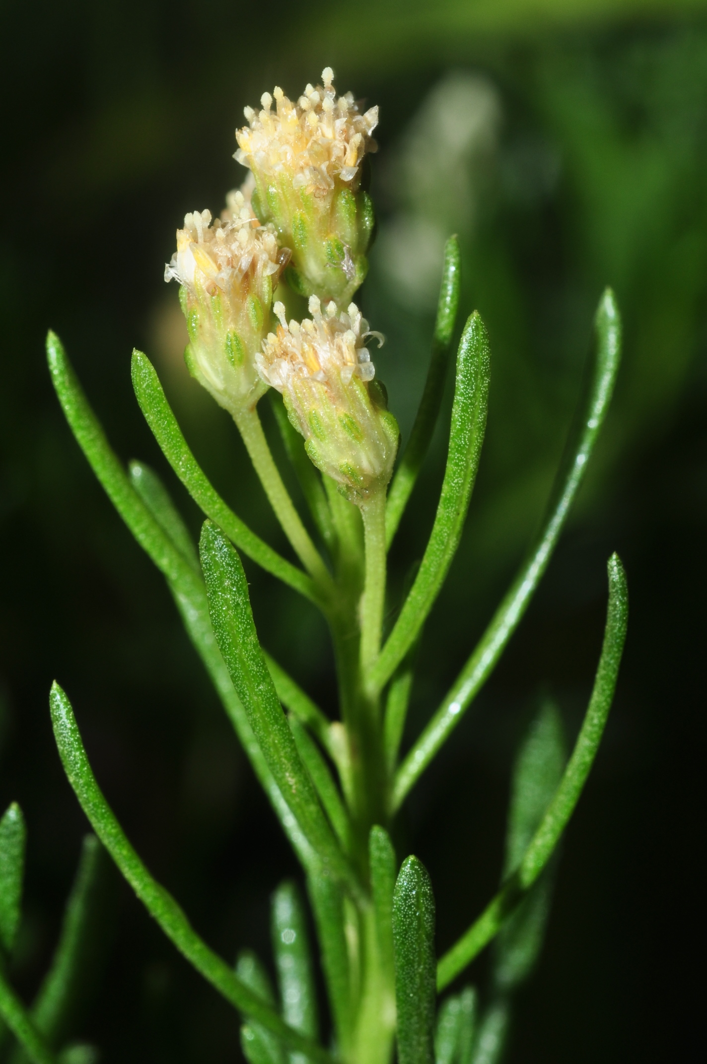 Asteraceae Baccharis linearis