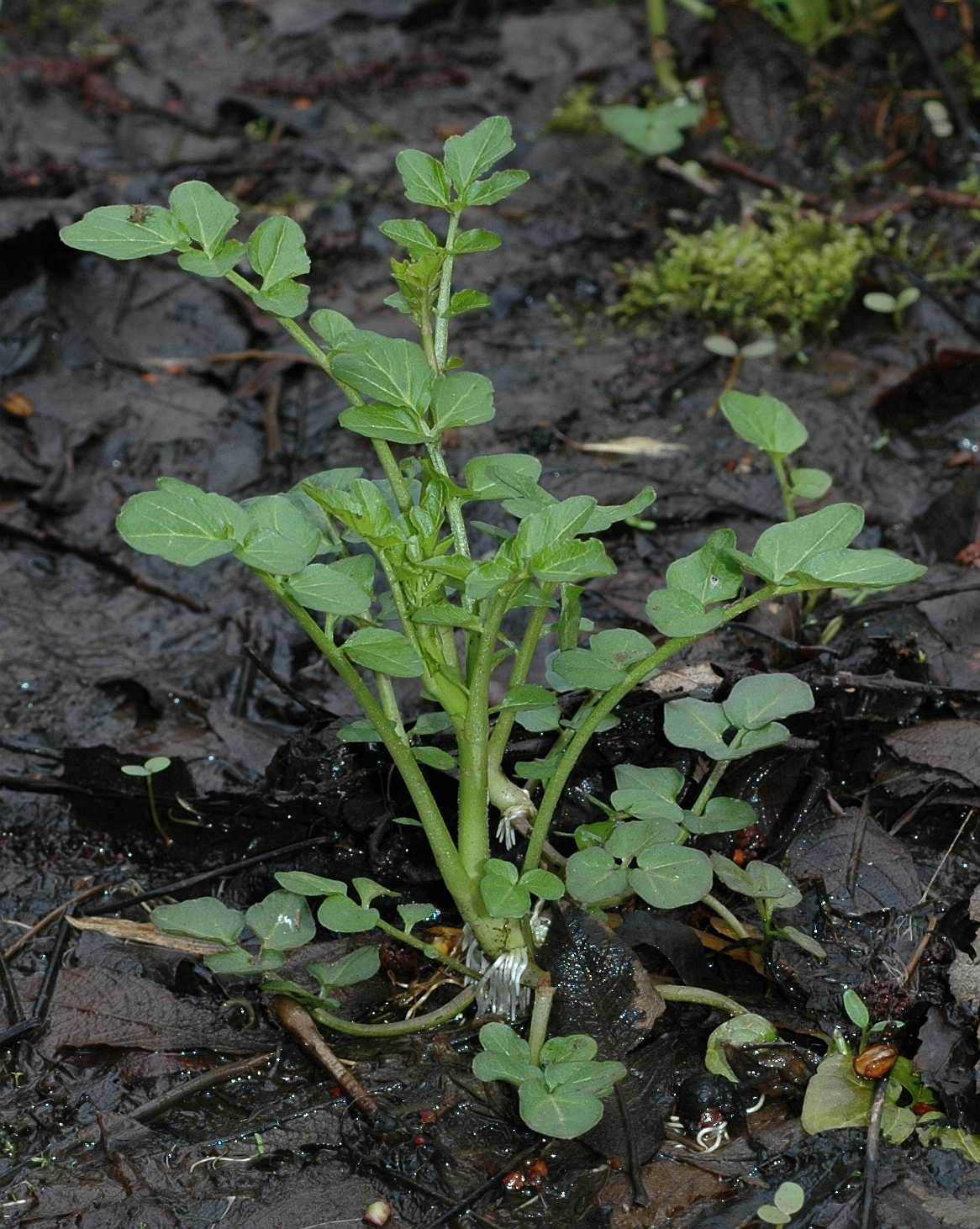 Brassicaceae Cardamine pratensis