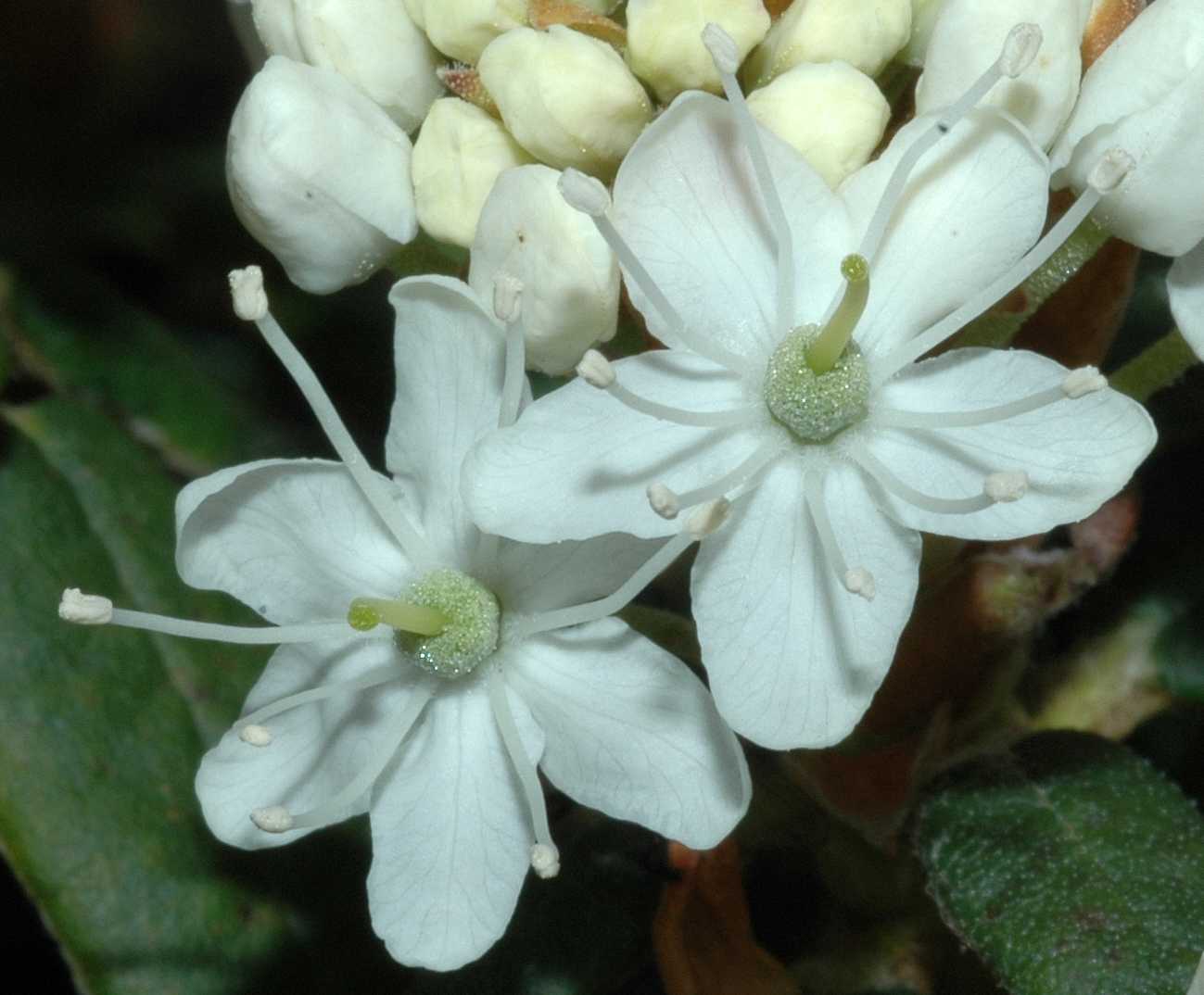 Ericaceae Ledum groenlandicum