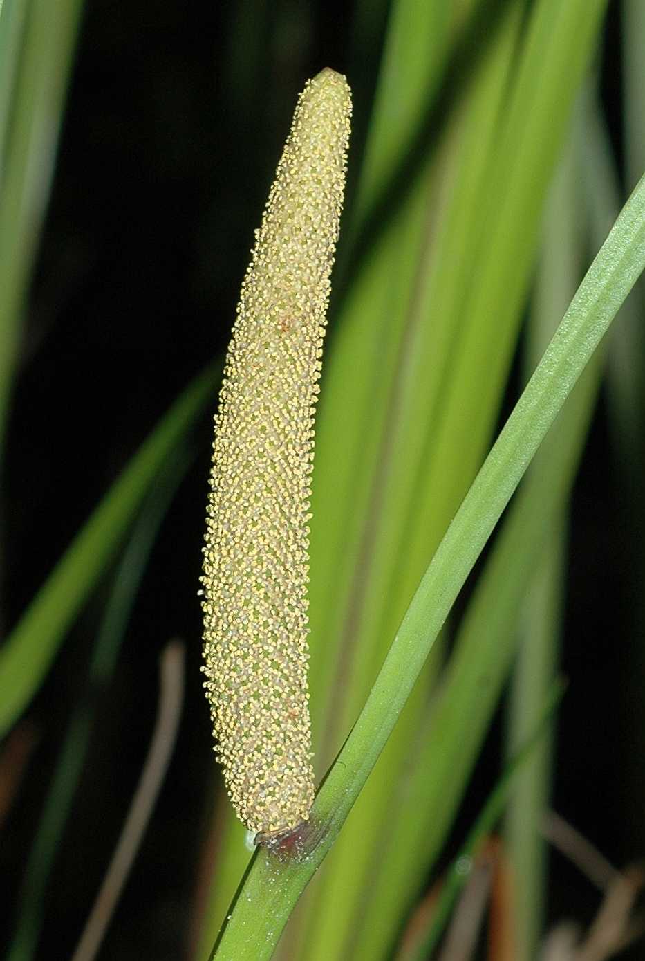 Acoraceae Acorus calamus