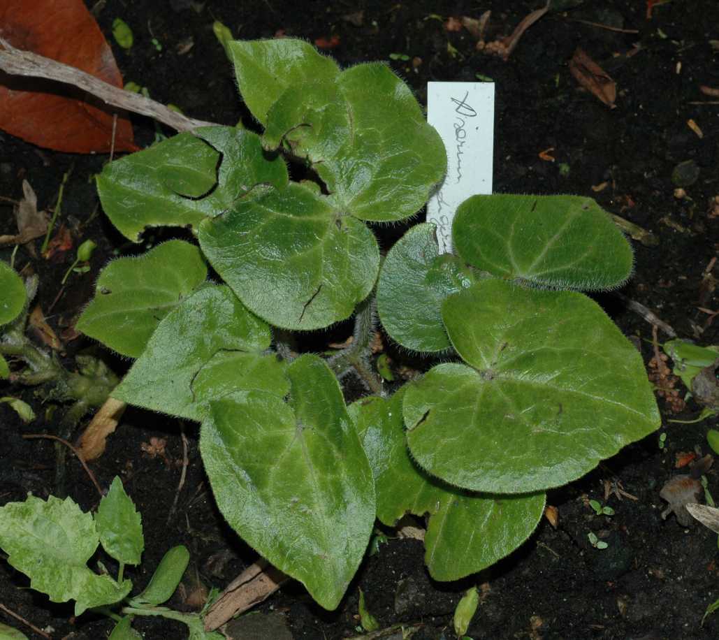 Aristolochiaceae Asarum caudigerum