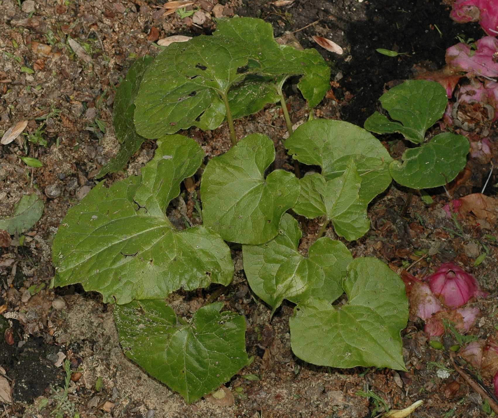 Aristolochiaceae Asarum chinense