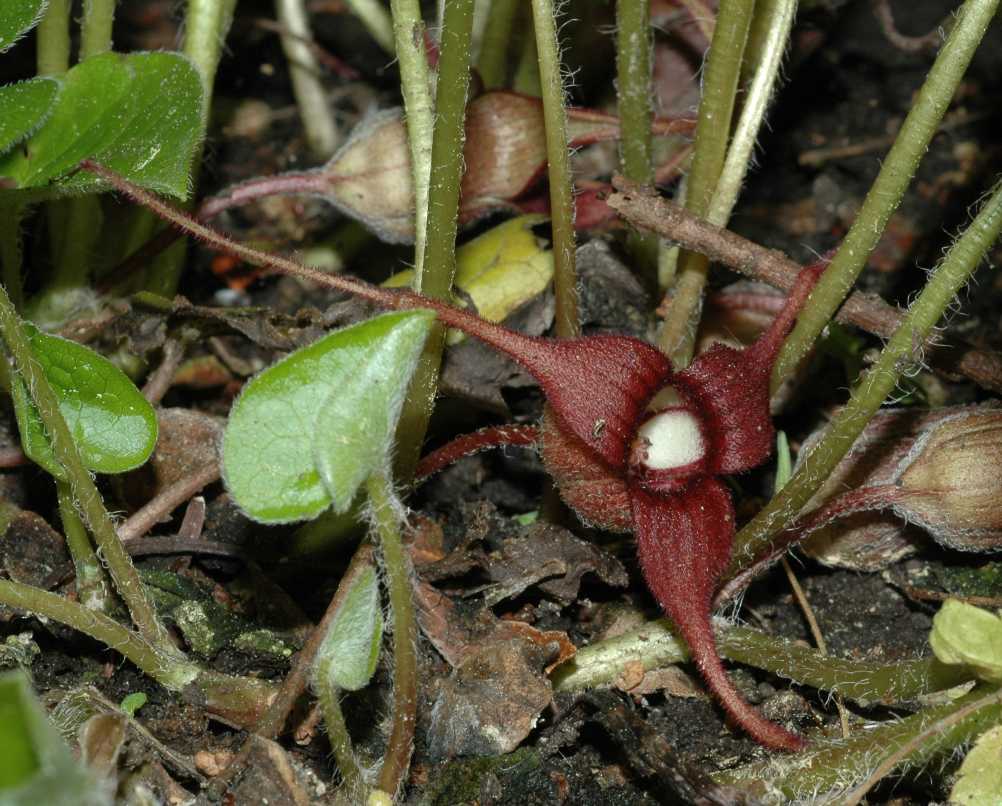 Aristolochiaceae Asarum lemmonii