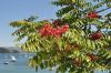 image of Ailanthus altissima