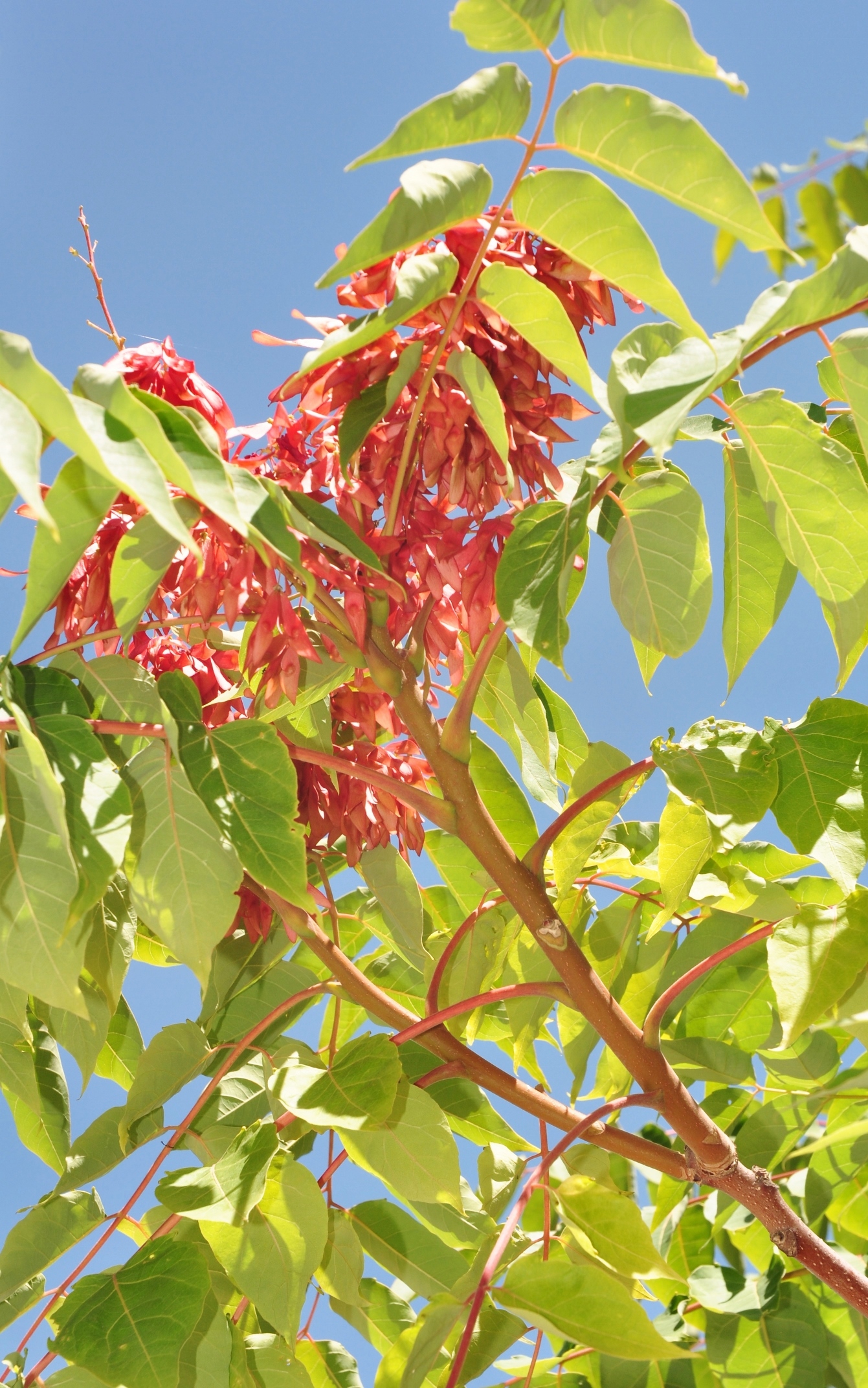 Simaroubaceae Ailanthus altissima