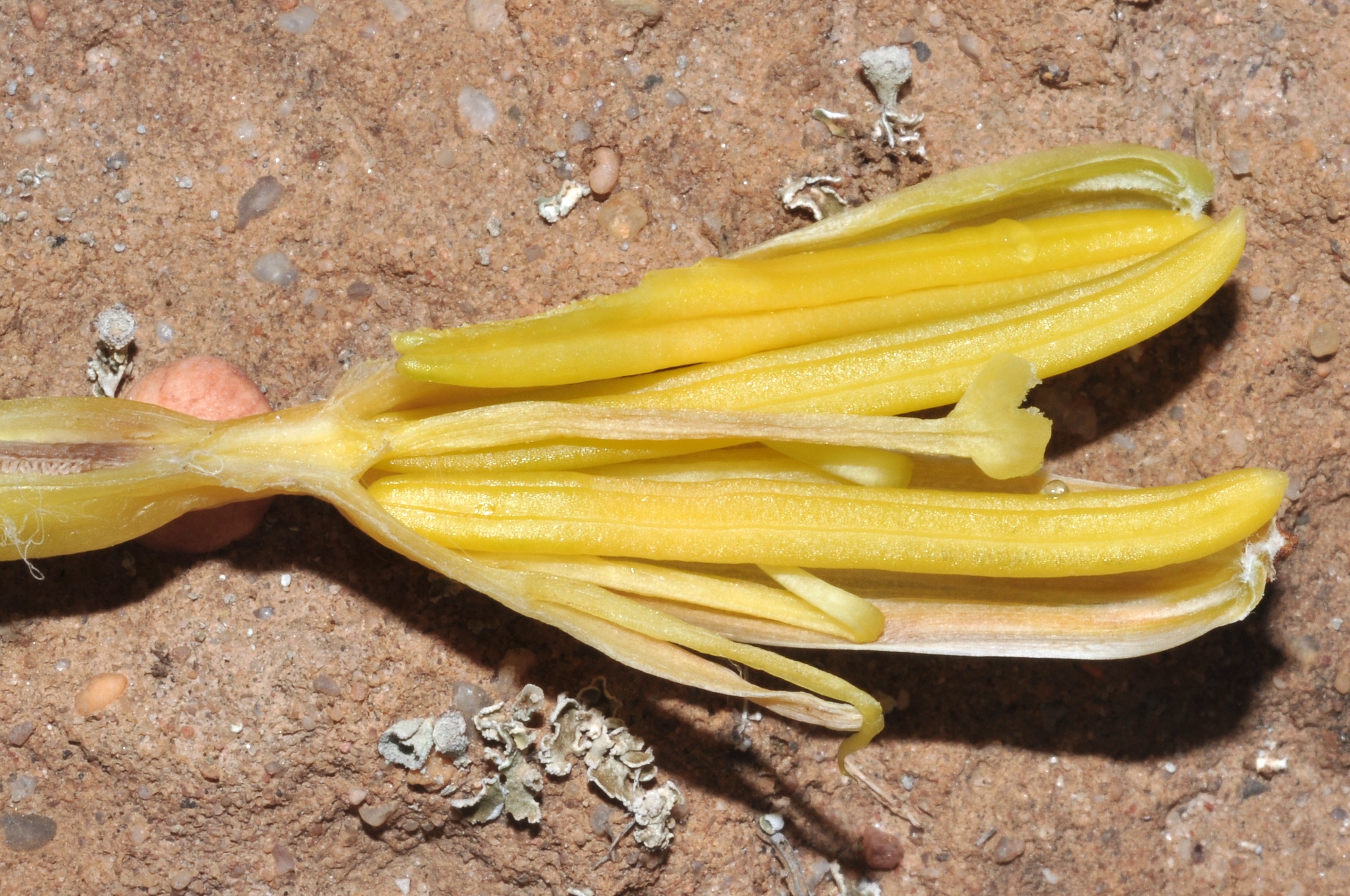 Asparagaceae Agave americana