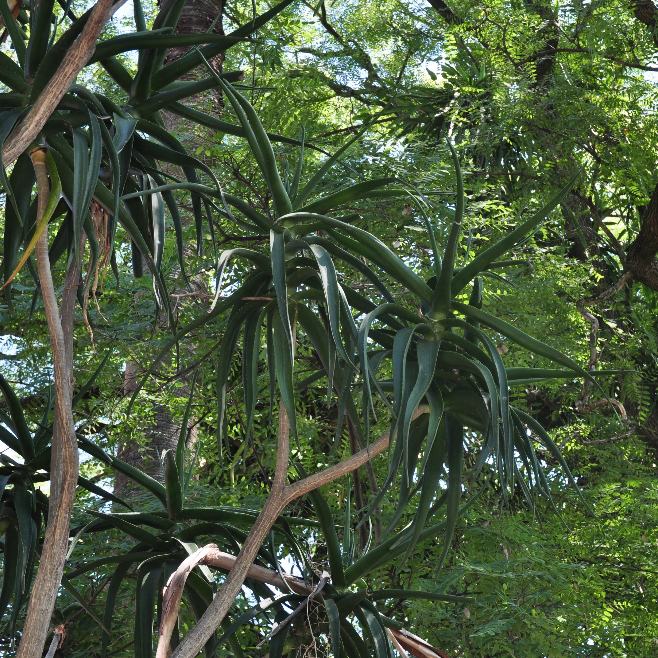 Asphodelaceae Aloe bainesii