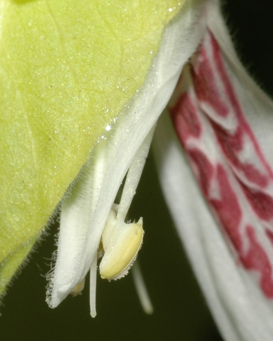 Acanthaceae Justicia brandegeana