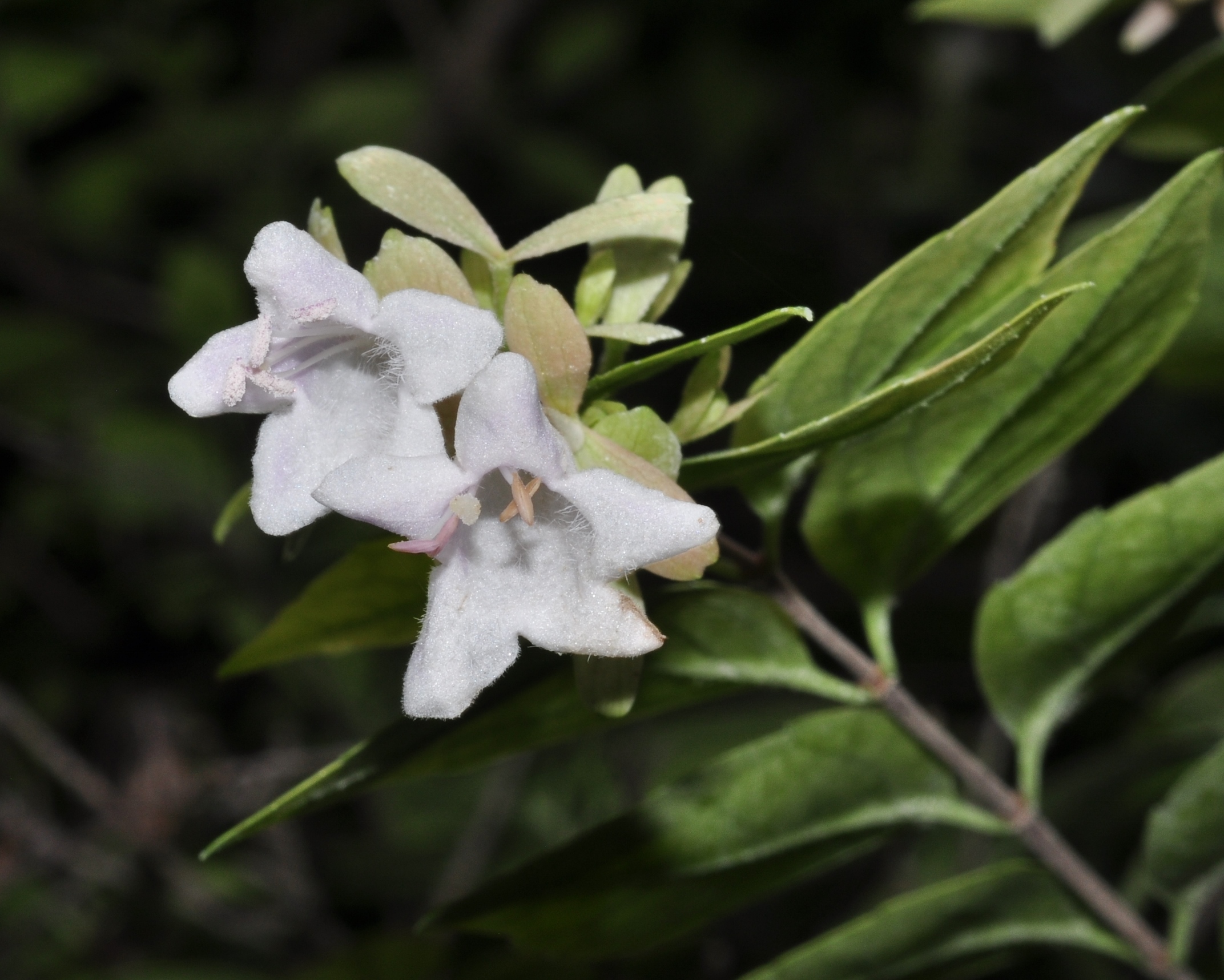 Oleaceae Fontanesia fortunei