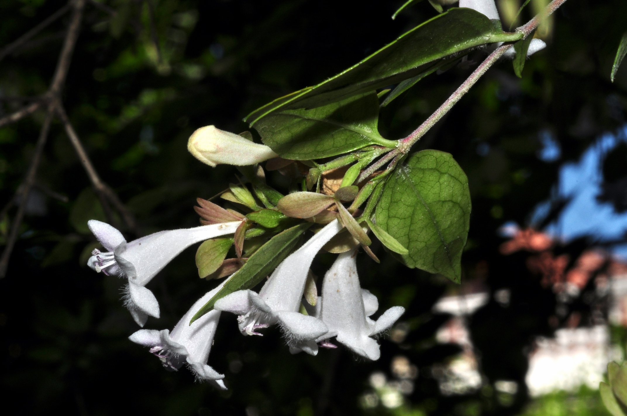 Oleaceae Fontanesia fortunei